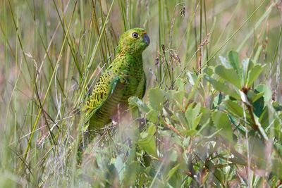 Ground Parrot Gallery