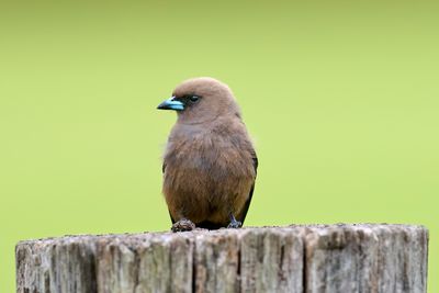 DSC_2688.jpg