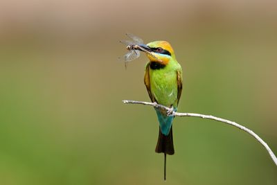 DSC_3167.jpg