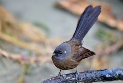 DSC_9926.jpg