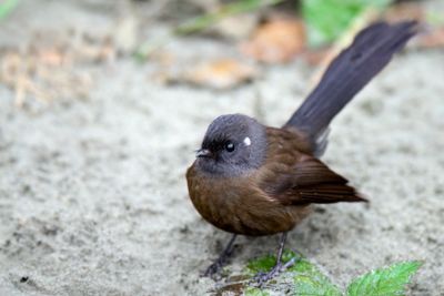 DSC_9950.jpg