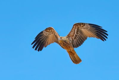 Whistling Kite Gallery