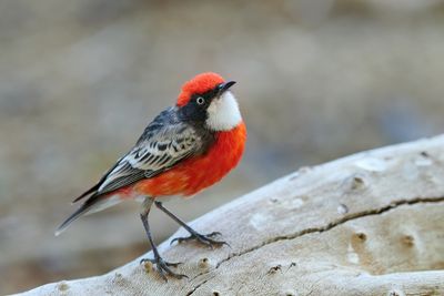 DSC_4338.jpg