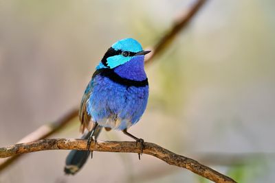 DSC_4567.jpg