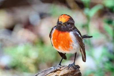 DSC_4678.jpg