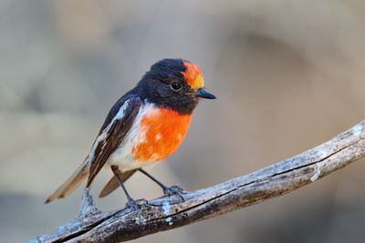 Red-capped Robin