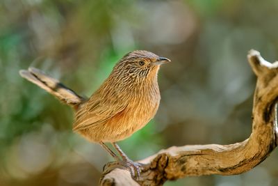 DSC_4817.jpg