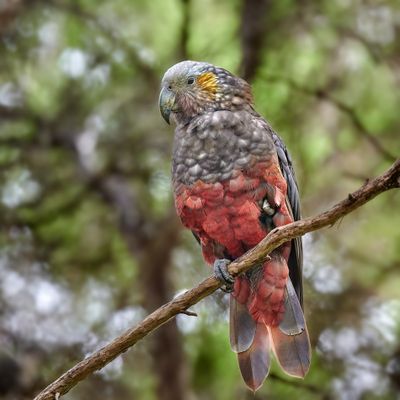 New Zealand Kaka Parrot