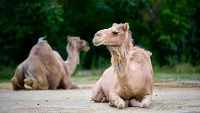 Camels