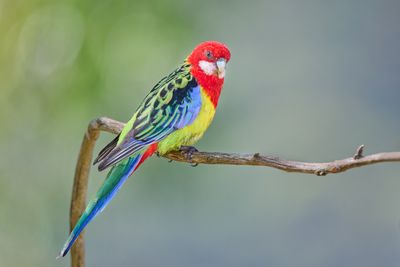 Eastern Rosella Gallery