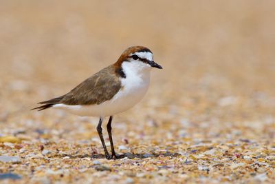 Red-capped Plover Gallery