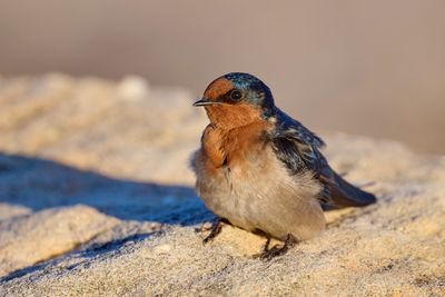 Swallows