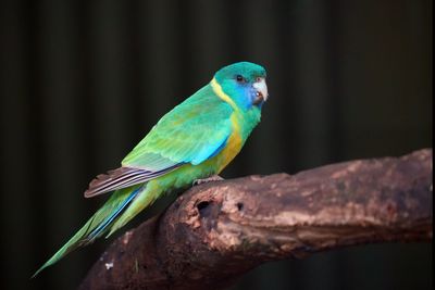 Cloncurry Ringneck Parrot