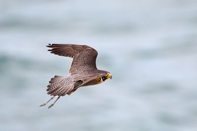 32 Shot Flight Sequence of Peregrine Falcon