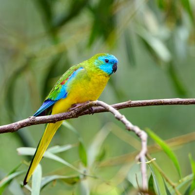 Turquoise Parrot Gallery