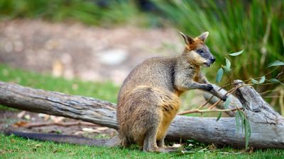 Wallaby Gallery