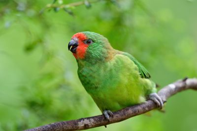 Little Lorikeet Gallery