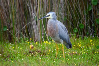 White-faced Heron Gallery