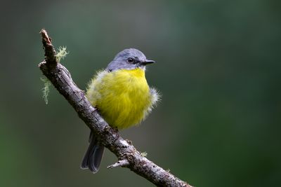 Eastern Yellow Robin Gallery