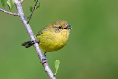 Yellow Thornbill