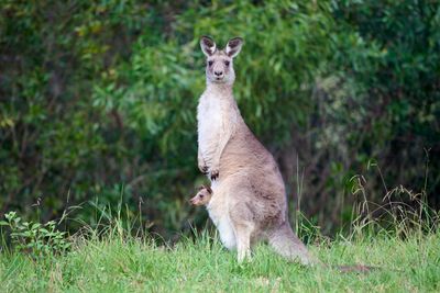 Kangaroo Gallery