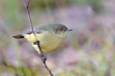 Buff-rumped Thornbill