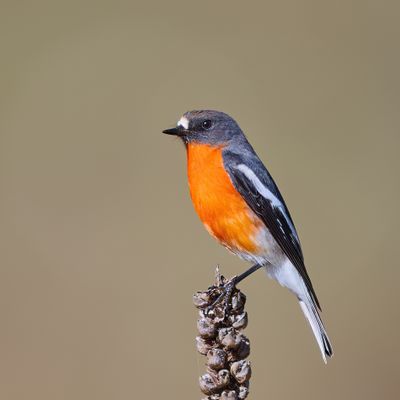 Flame Robin