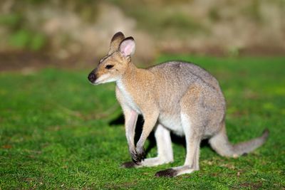 Red-necked Wallaby