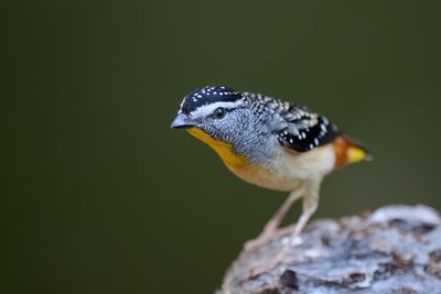 BZ8_3090.jpg