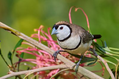 Double Barred Finch