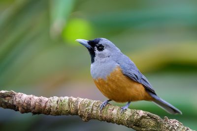 Black-faced Monarch