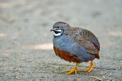 BZ8_4302.jpg