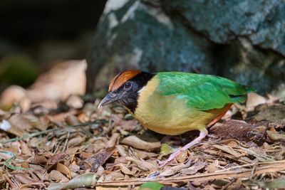 Noisy Pitta
