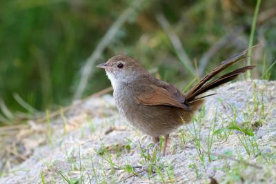 Eastern Bristlebird