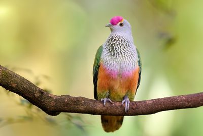 Rose-crowned Fruit-Dove