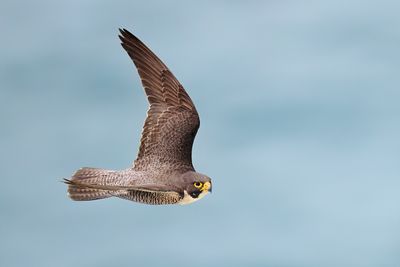 BZ8_7461.jpg