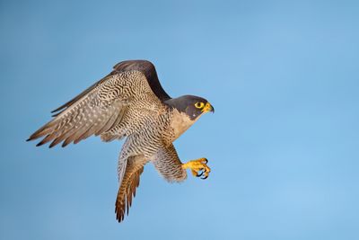 BZ8_7530.jpg