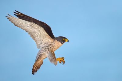 BZ8_7533.jpg
