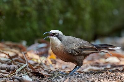 Grey-crowned Babbler