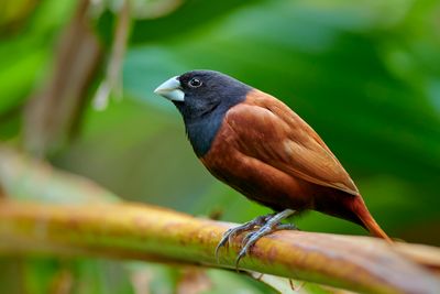 Chestnut Munia or Black-headed Munia
