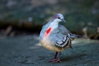Luzon bleeding-heart Dove