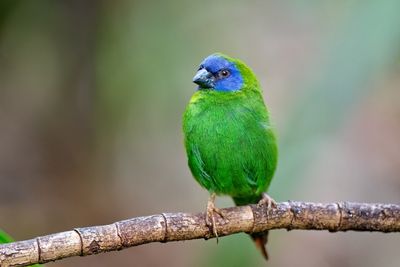Blue-faced Parrot Finch Gallery