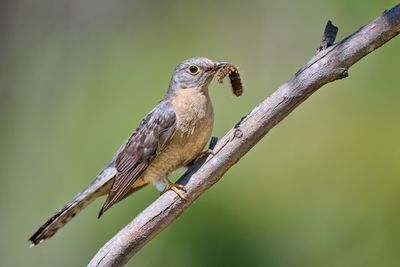 Fan-tailed Cuckoo