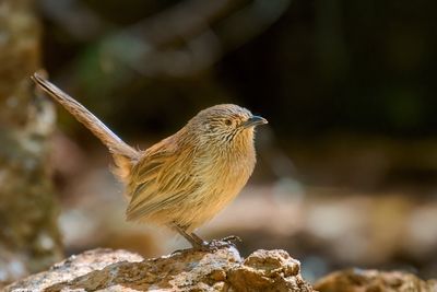 DSC_4762.jpg