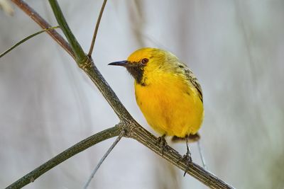 DSC_4930.jpg
