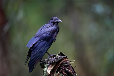 Ravens