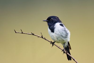 Hooded Robin