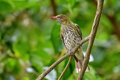 Olive-backed Oriole