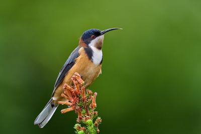 Eastern Spinebill