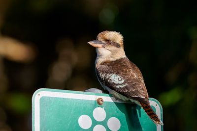 Kookaburra Gallery